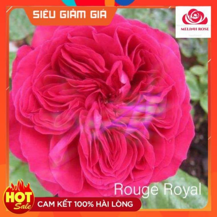 Hoa hồng ngoại Rouge Royal – Bông hồng mang nét đẹp của sự bền bỉ