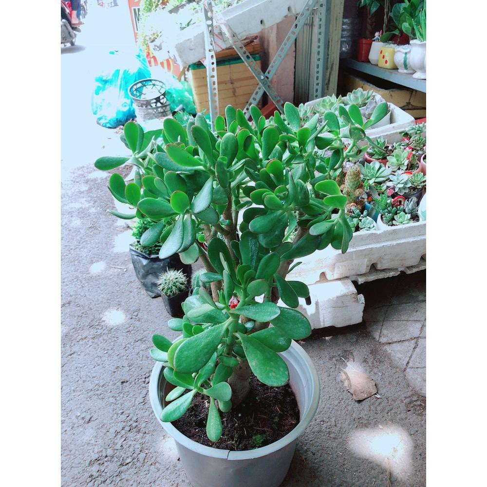 Sen Đá Ngọc Bích Size Lớn