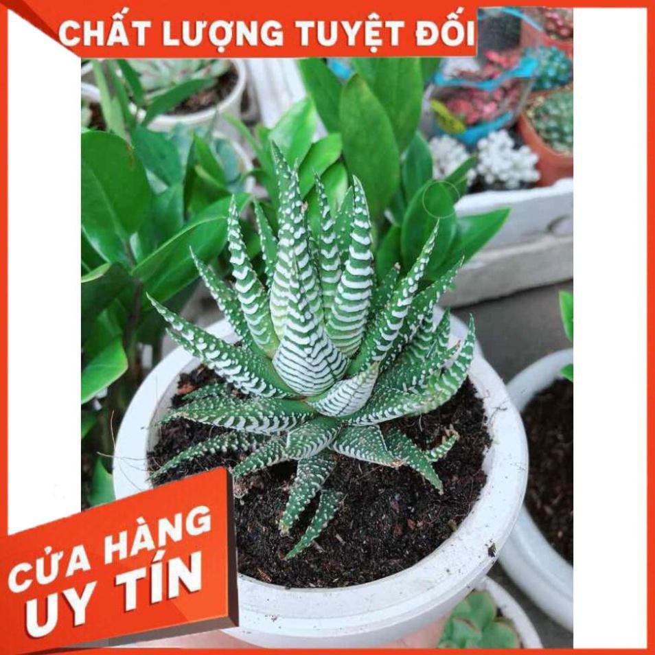 Chậu móng rồng Nhiều Người Mua