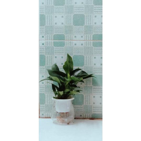 Trầu Bà Đế Vương Xanh Thuỷ Sinh