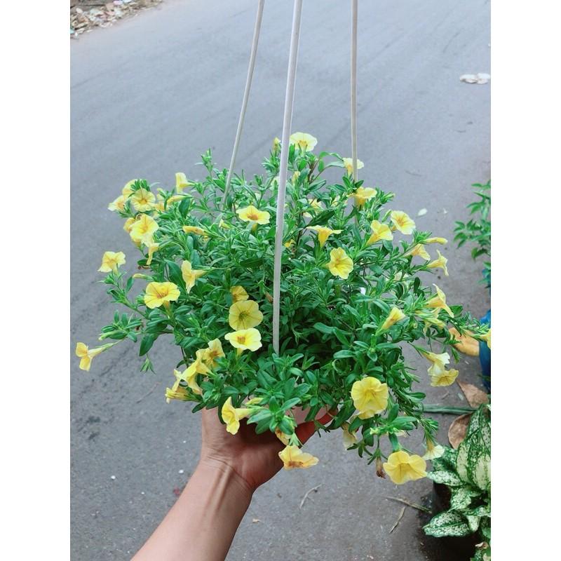 Chậu Hoa Triệu Chuông