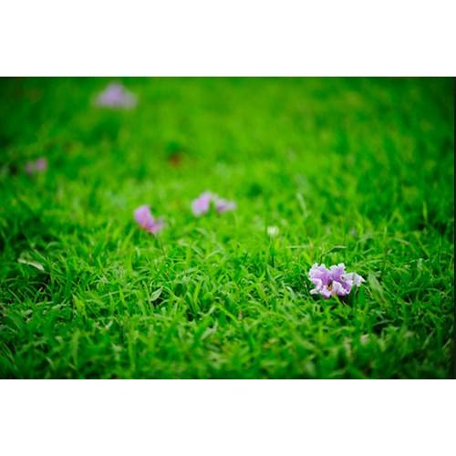 Hạt Giống Cỏ Nhung Nhật - Cỏ Sân Vườn