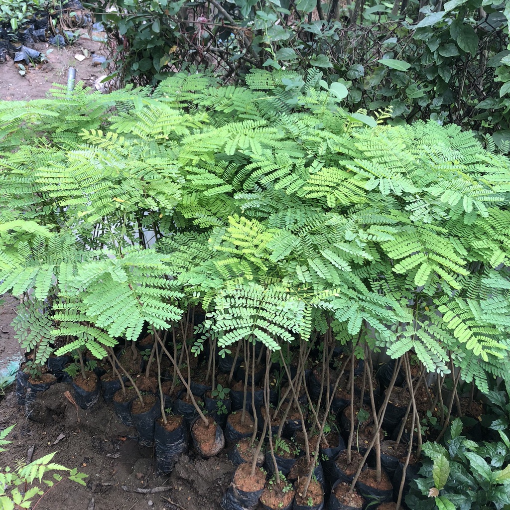 Cây phượng tím cao 40-50 cm