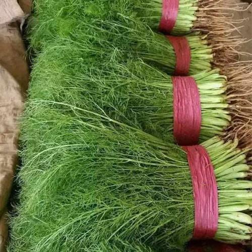 Hạt giống rau thì là Rado, đóng gói 5gr