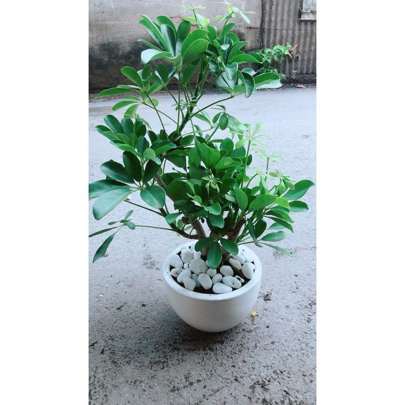 Chậu Cây Ngũ Gia Bì