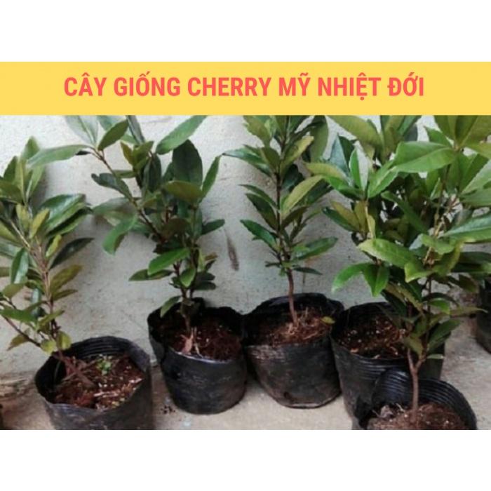 CÂY GIỐNG CHERRY BRAZIL CHỊU NHIỆT nhập khẩu