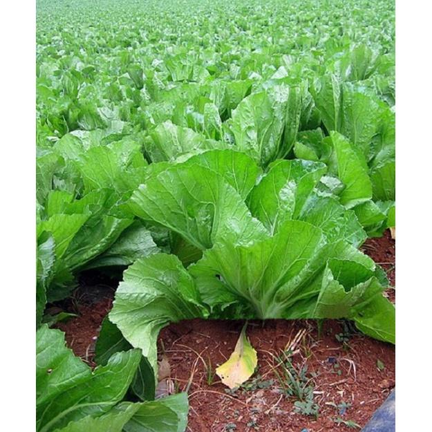 Hạt giống rau cải bẹ dưa cao sản - Gói 1kg