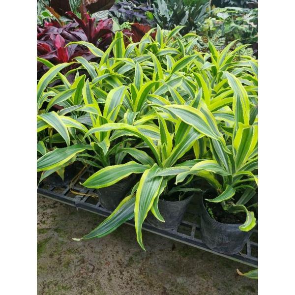 chậu Cây phát tài Mỹ Dracaena fragrans