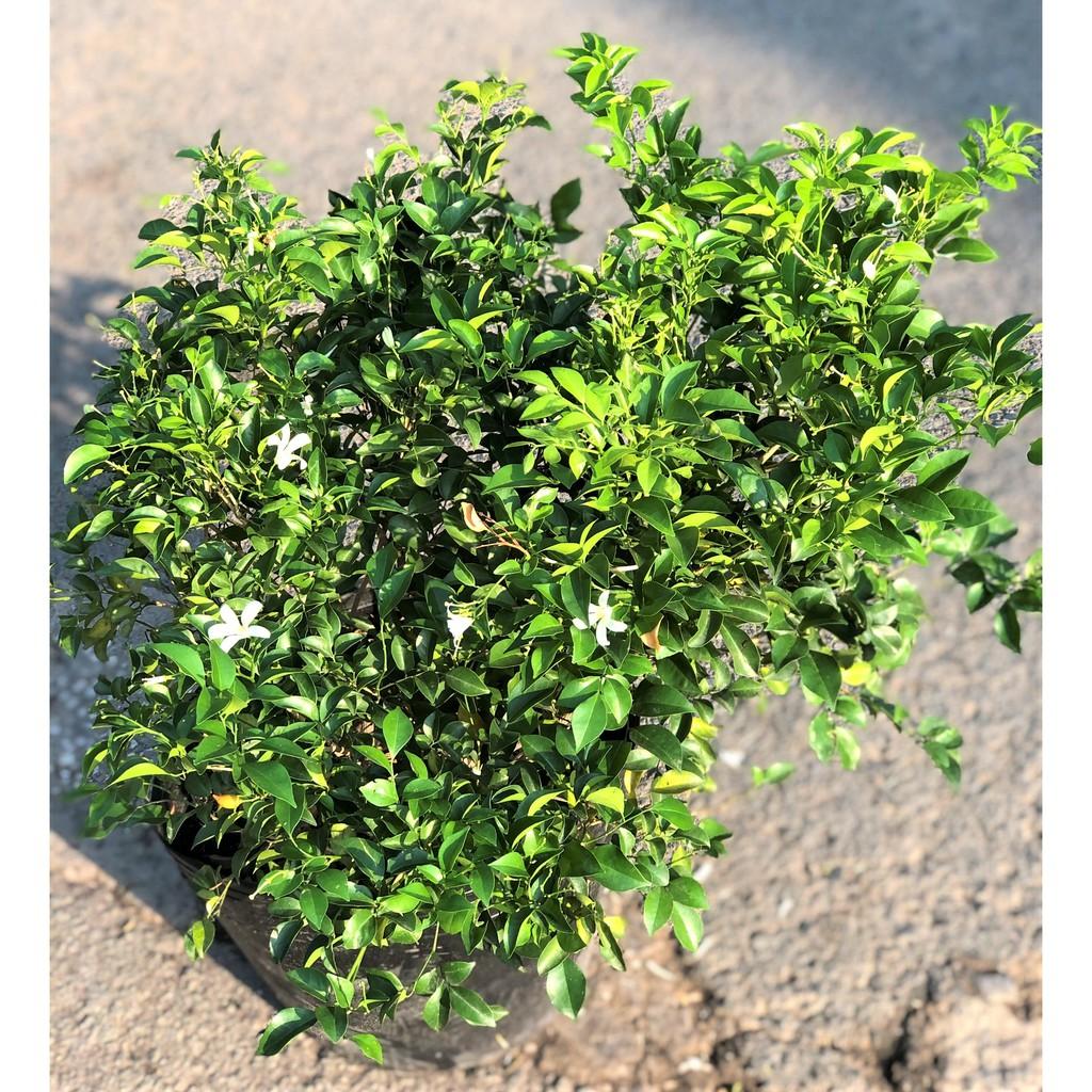 Chậu cây Nguyệt Quế cao 90 - 100 cm