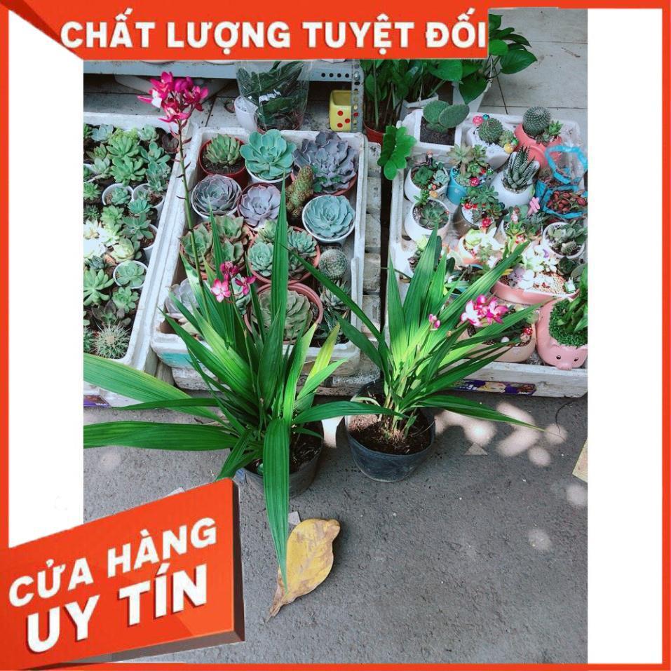 Cây Địa lan, lan đất hay lan chu đinh