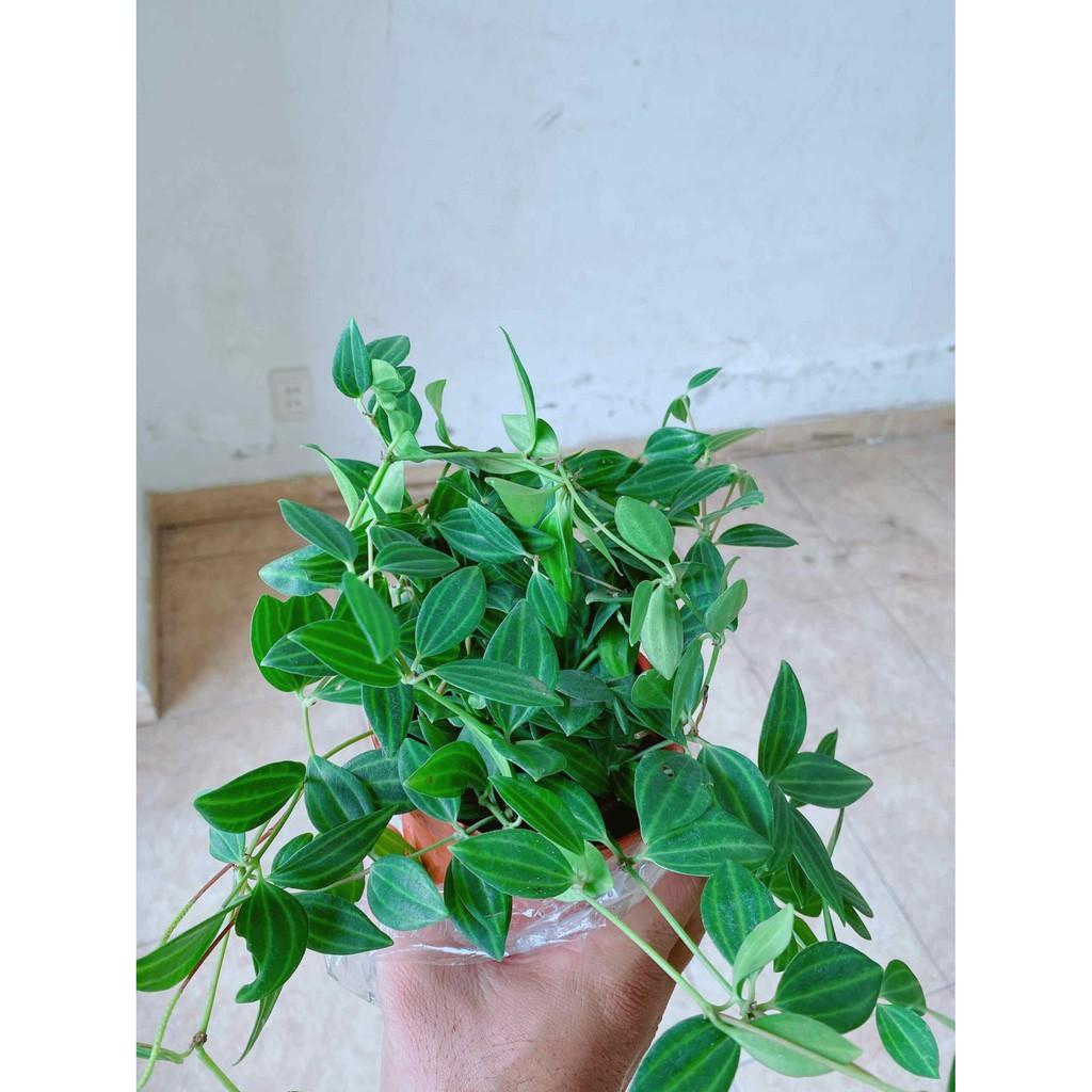 Chậu cây bình an Bán Chạy