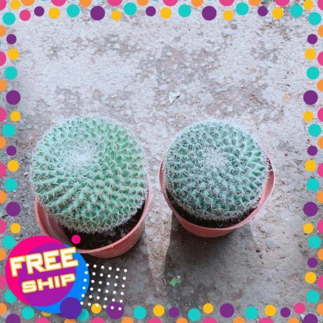 Combo 2 Cây Xương Rồng