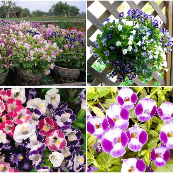 Hạt giống hoa Mắt Nai Mix - 10hat/gói