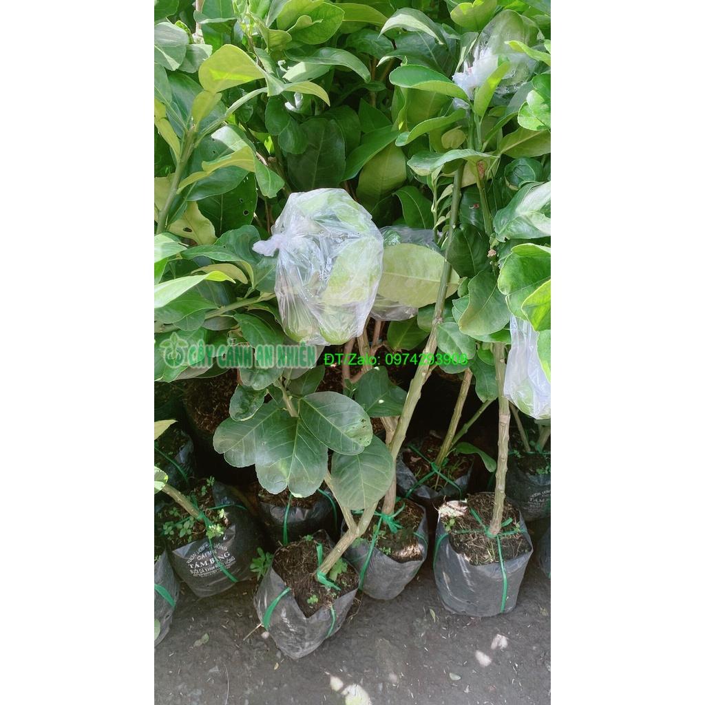 Cây Bưởi Cao 1m