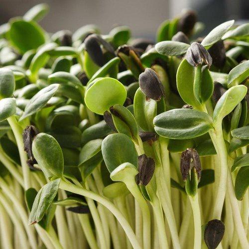 Hạt giống rau mầm hướng dương gói 20gr