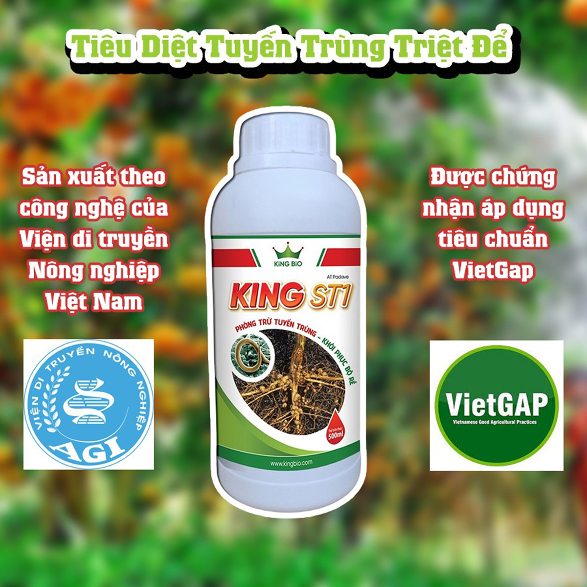 King ST1 - Cải tạo đất, Phòng trừ tuyến trùng, Khôi phục bộ rễ