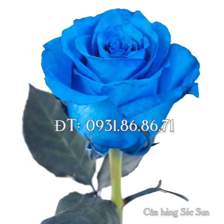 Hạt giống hoa hồng xanh – Bịch 10 hạt – Mã số 1501