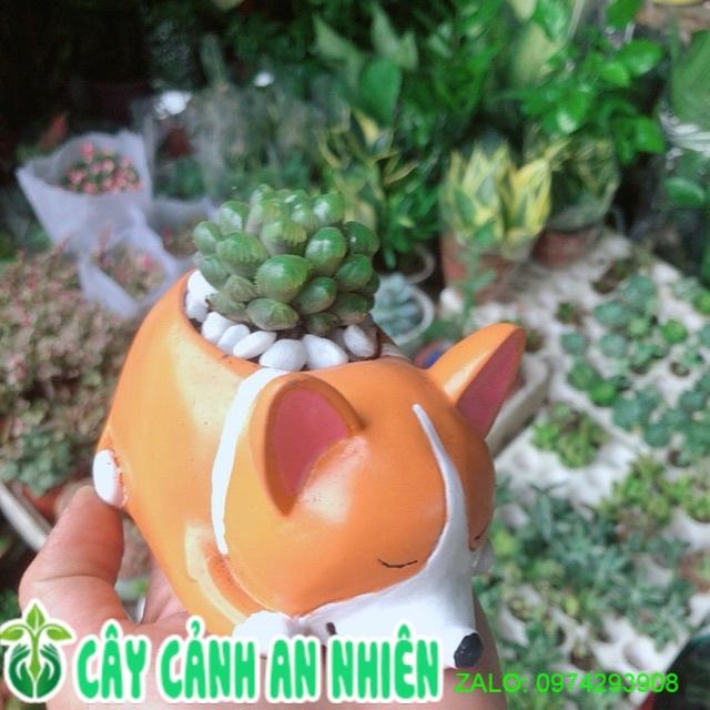 Chậu Cây Kim Cương