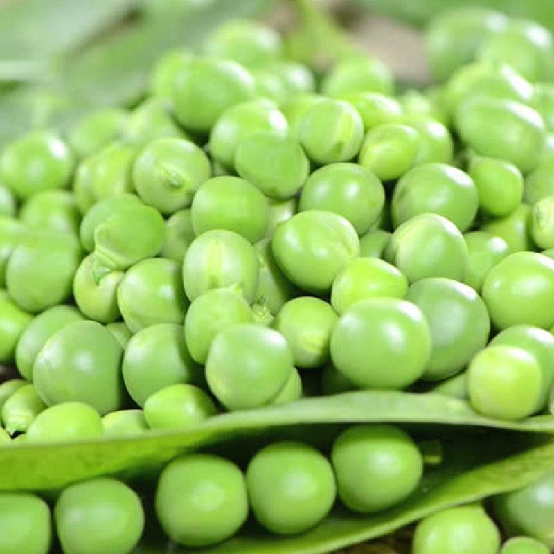 10GR - HẠT GIỐNG ĐẬU HÀ LAN