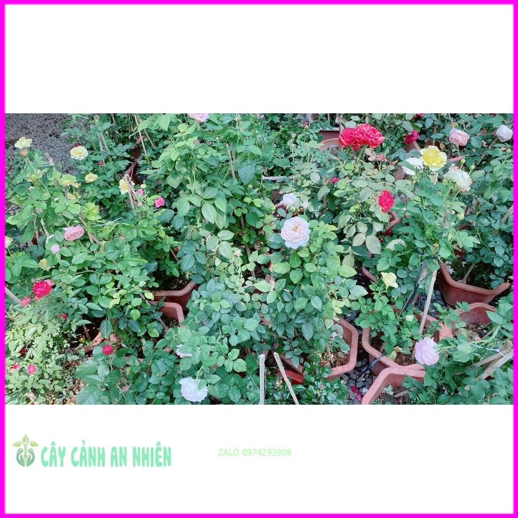 Chậu Hoa Hồng Tezza