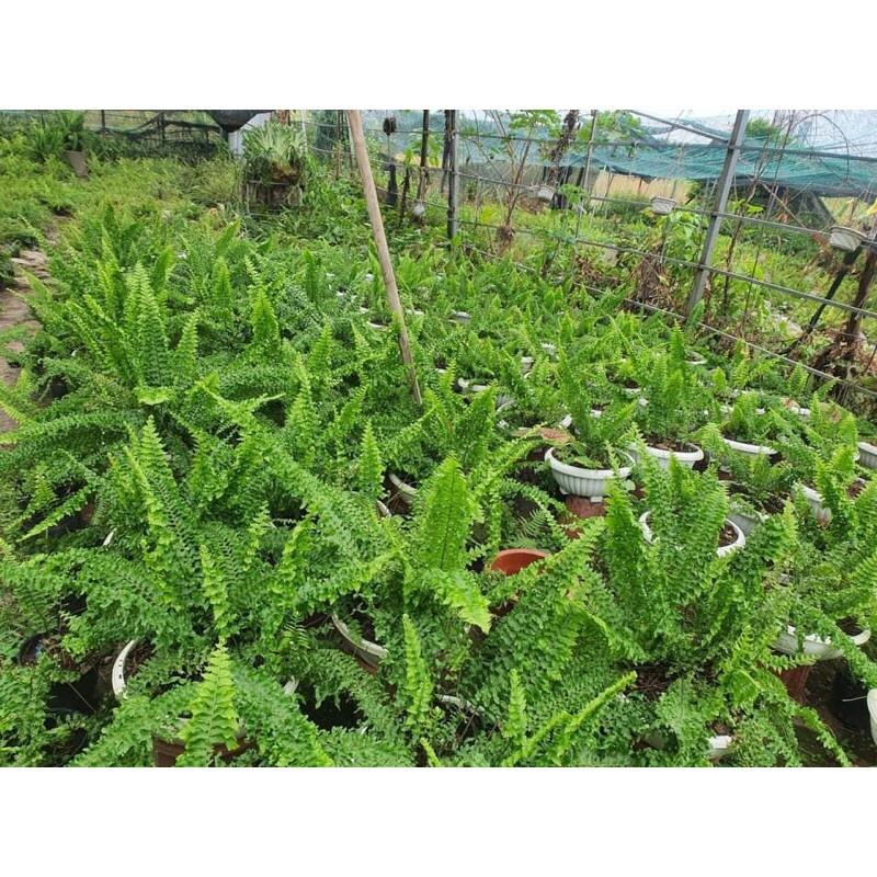 Dương xỉ lá nhuyễn, dương xỉ bông