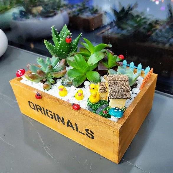 Chậu gỗ trồng sen đá, xương rồng, chậu in chữ ORIGINAL