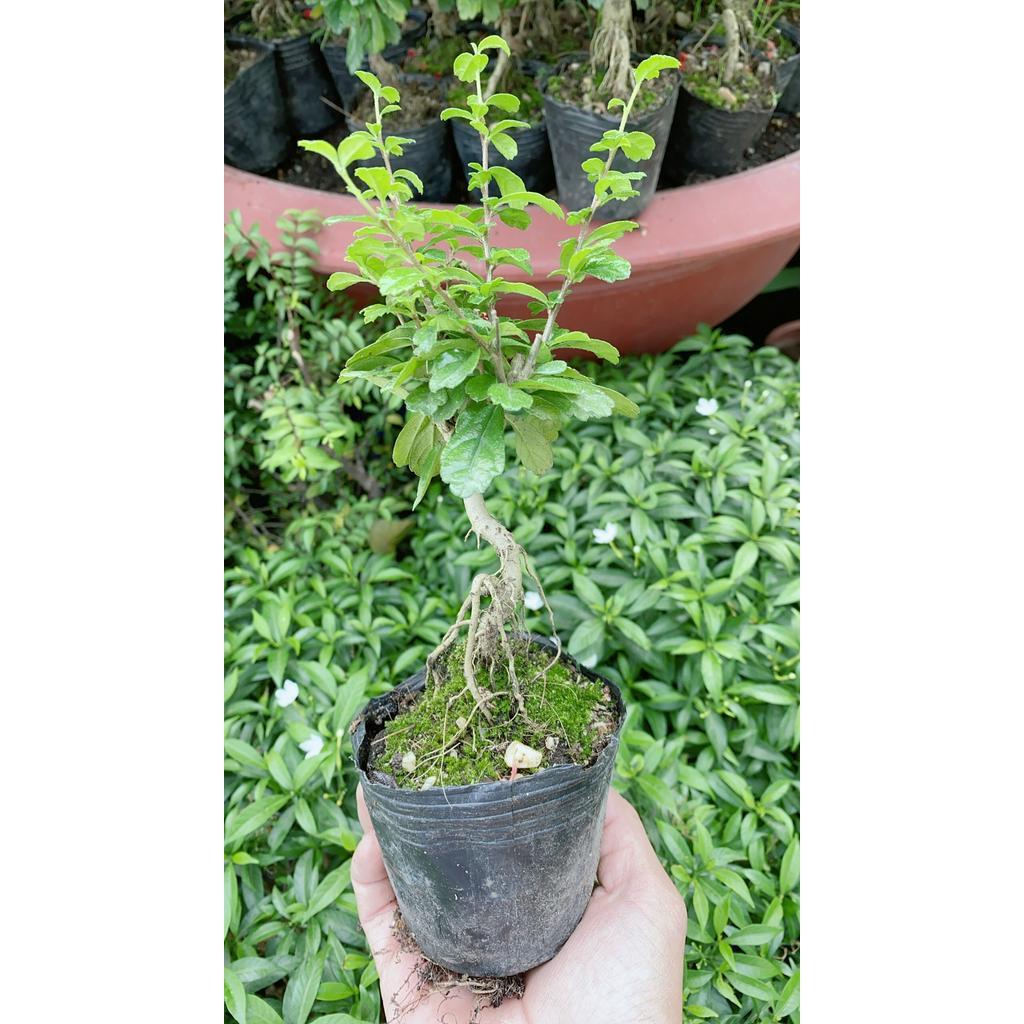 Cây Trà Phúc Kiếng