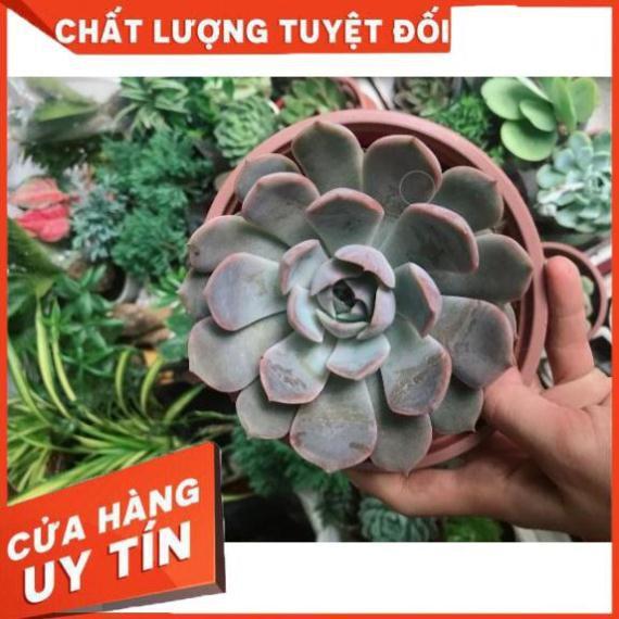Sen đá tím cánh cứng size đại kèm chậu sứ trắng Nhiều Người Mua
