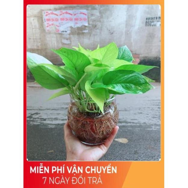 Trầu Bà Thái Vàng Trồng Thuỷ Sinh