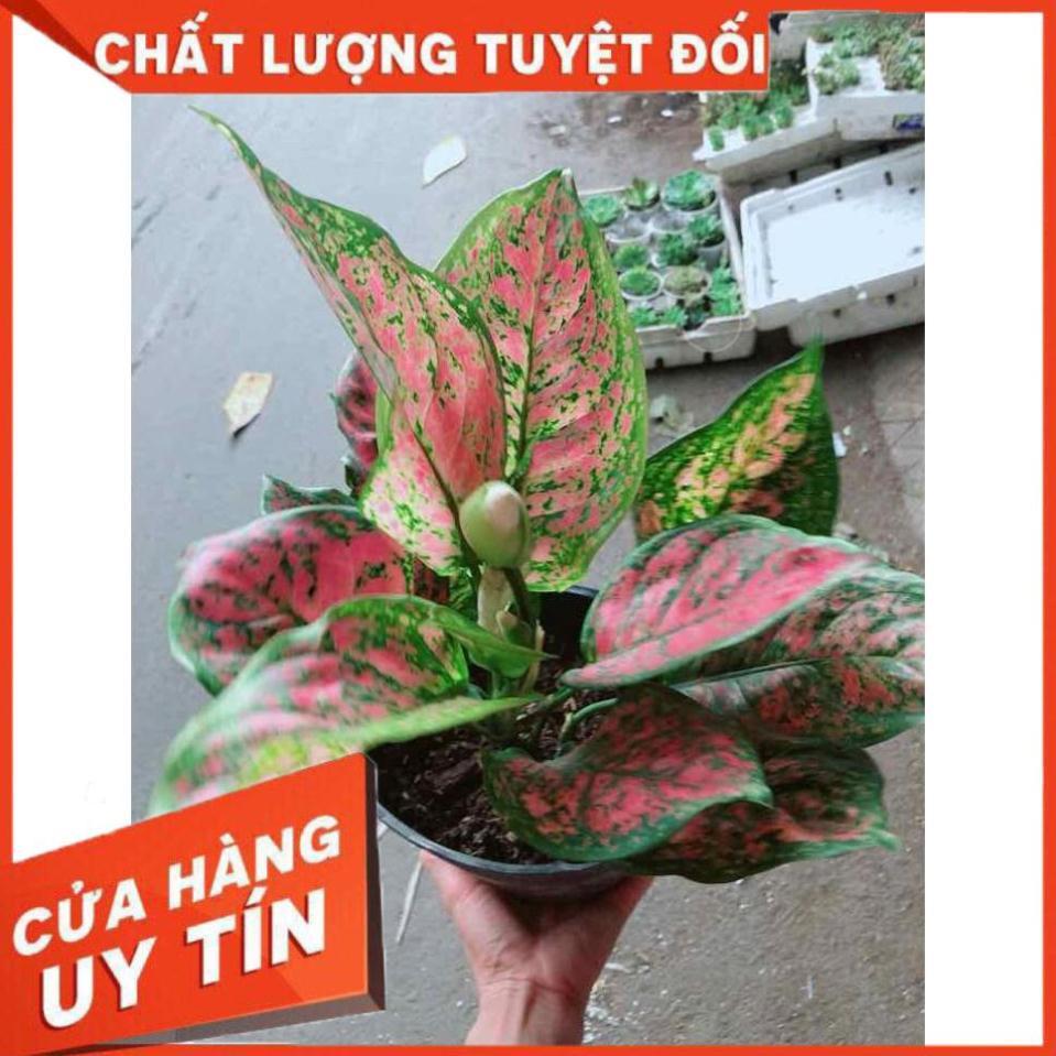 Cây hoa vạn lộc Nhiều Người Mua