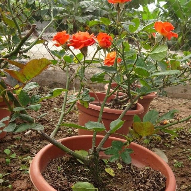 Hoa Hồng Tỉ Muội - hoa hồng cam - cây cảnh để bàn + tặng phân bón cho cây mau lớn