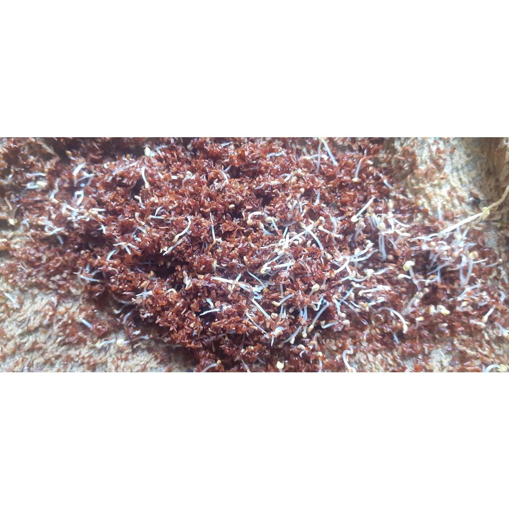 50 gram hạt giống bạch đàn đỏ