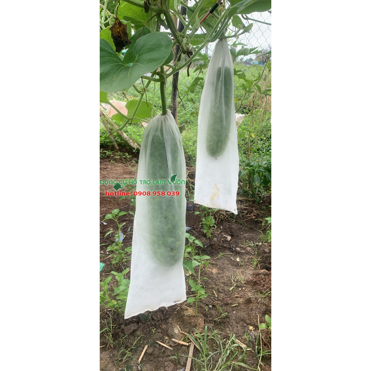 Túi bao trái KT 15*50cm gói 100 cái
