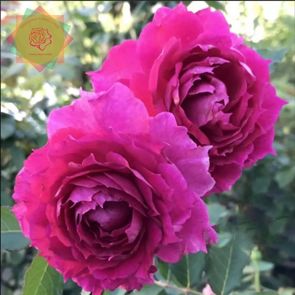 Cây hoa hồng ngoại Sheherazad Nhật hồng tím siêu thơm - Hoa hồng Thăng Long Flower