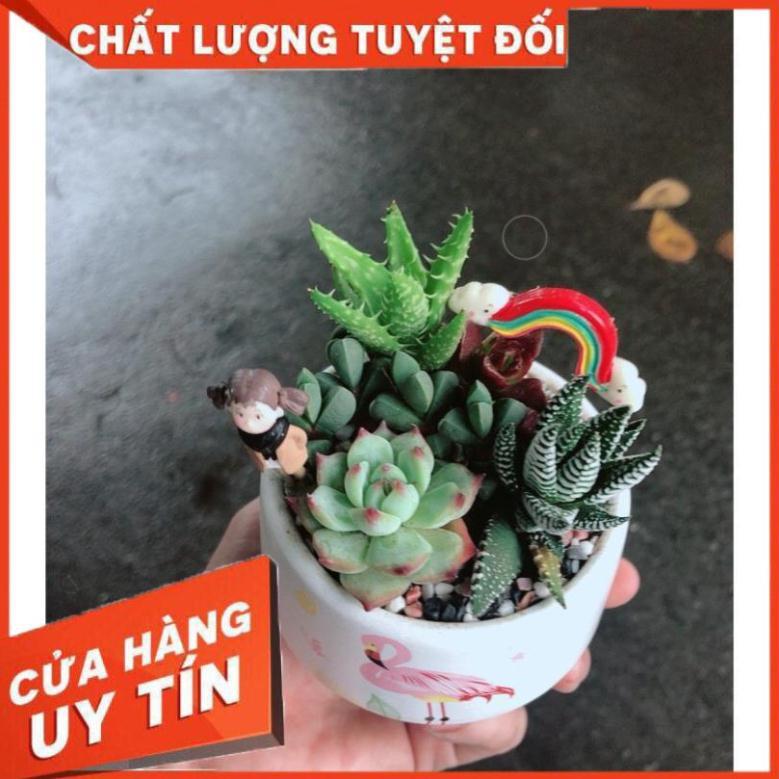 Chậu sen đá tiểu cảnh 14