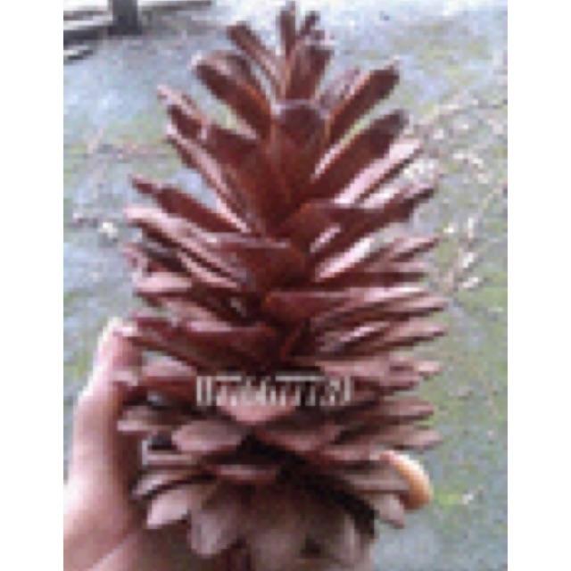 1kg trái thông khô loai lơn