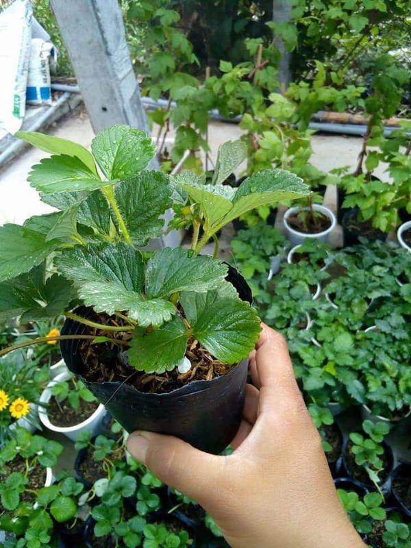 Cây giống dâu tây chịu nhiệt combo 3 cây cây đẹp chuẩn giống