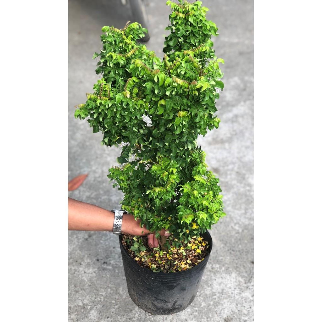 Cây khế Nhật cao 70 - 90 cm
