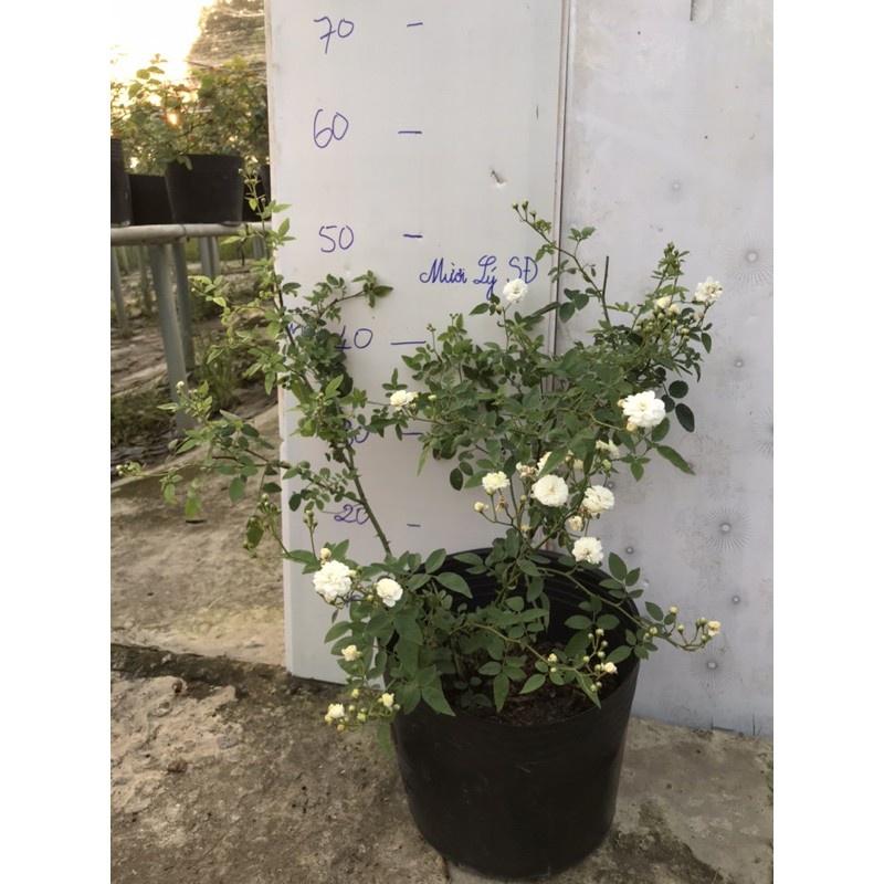 Hoa hồng cổ Bạch Trà- bầu to cây lớn trưởng thành