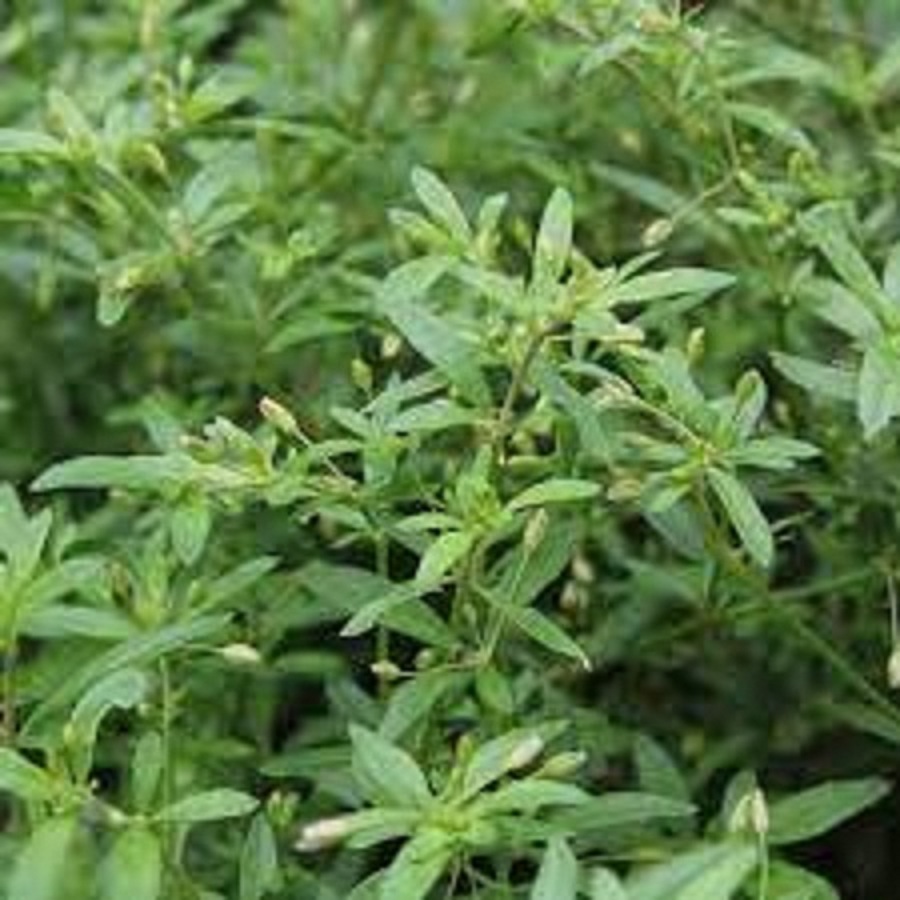 Phân Bón Đầu Trâu MK 20-20-15 Chuyên Rau màu - hoa, cây cảnh