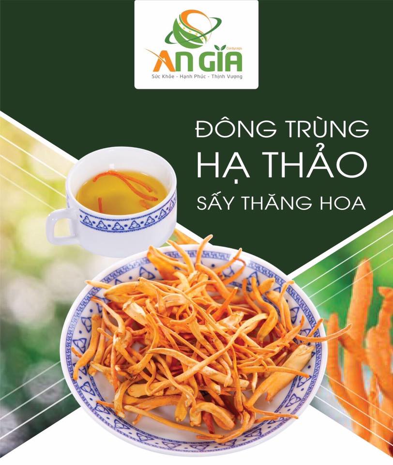 ĐÔNG TRÙNG HẠ THẢO BDAGRI SẤY THĂNG HOA (BỊCH 100G) CHẤT LƯỢNG