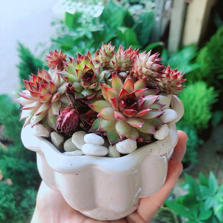 Chậu Sen Phật Bà Đỏ