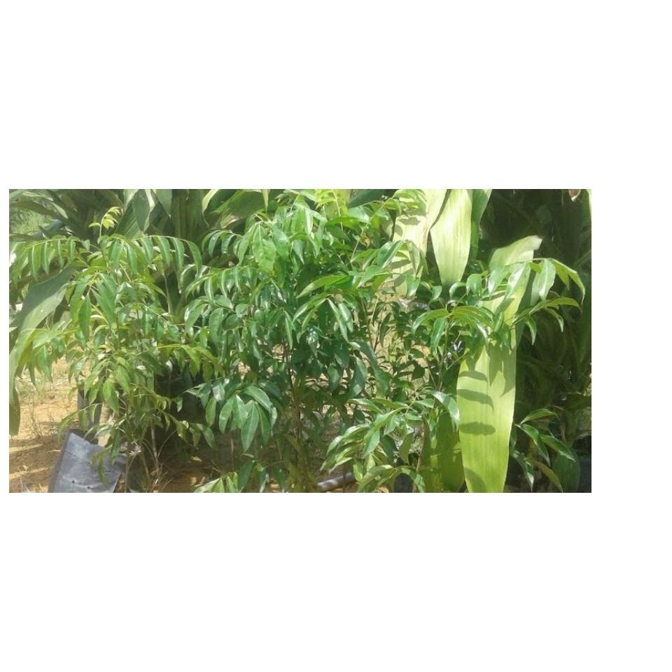 Cây mắc mật giống- cao khoảng 60cm ,CÂY ĐẸP CAM KẾT CHẤT LƯỢNG
