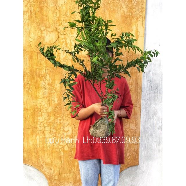 Cây hoa lựu hạnh