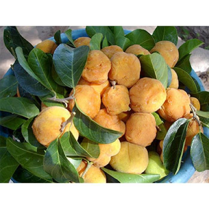 CÂY CHAY GIỐNG SIÊU QUẢ SIÊU NĂNG SUẤT- CAM KÊT GIỐNG CHUẨN F1
