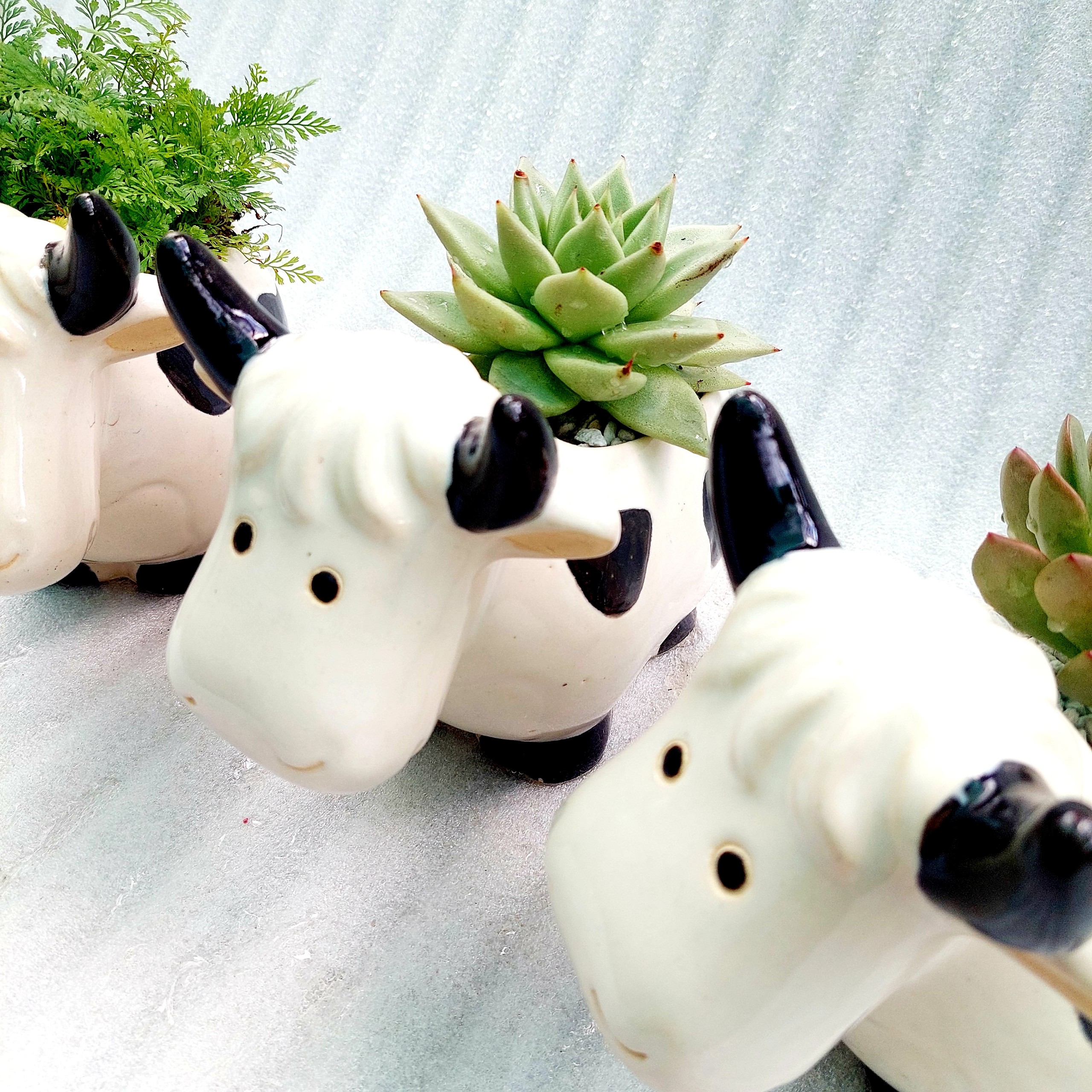 Chậu men - Bò sữa lớn vui vẻ cười, miệng chậu 10cm, chiều cao 17cm