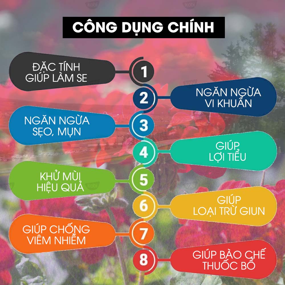 Tinh Dầu Phong Lữ Kobi Giúp Thơm Phòng, Giảm Stress, Chống Viêm Nhiễm (100ml)