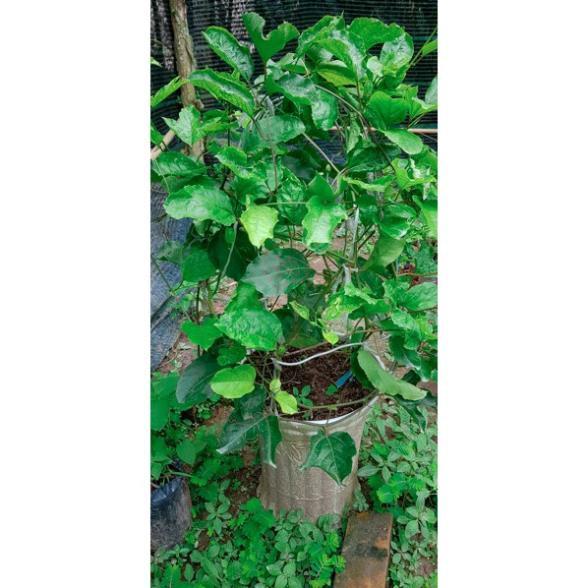 Cây chanh leo tím + Tặng 01 cây dâu da đất