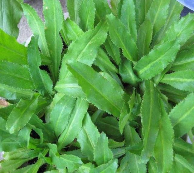 Hạt giống rau mùi tàu, ngò gai thơm cao sản gói 10gr
