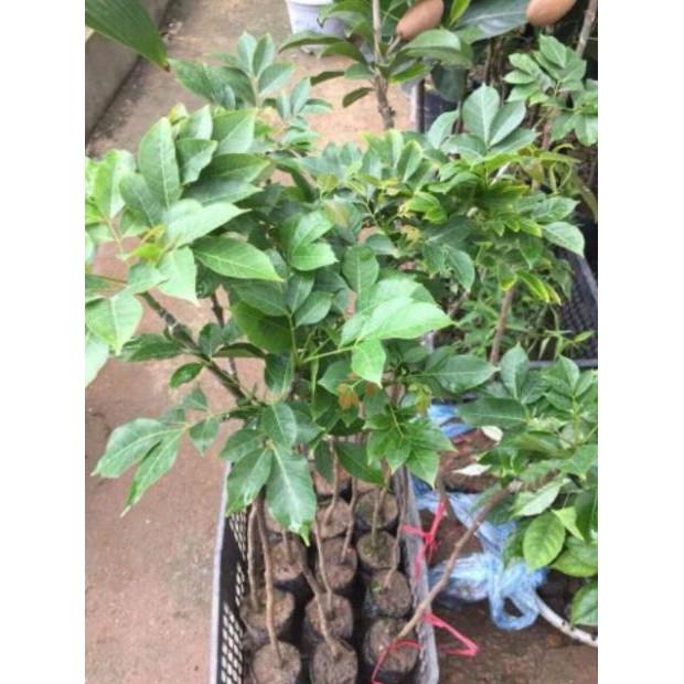 Sản phẩm CÂY TRÁM ĐEN GHÉP